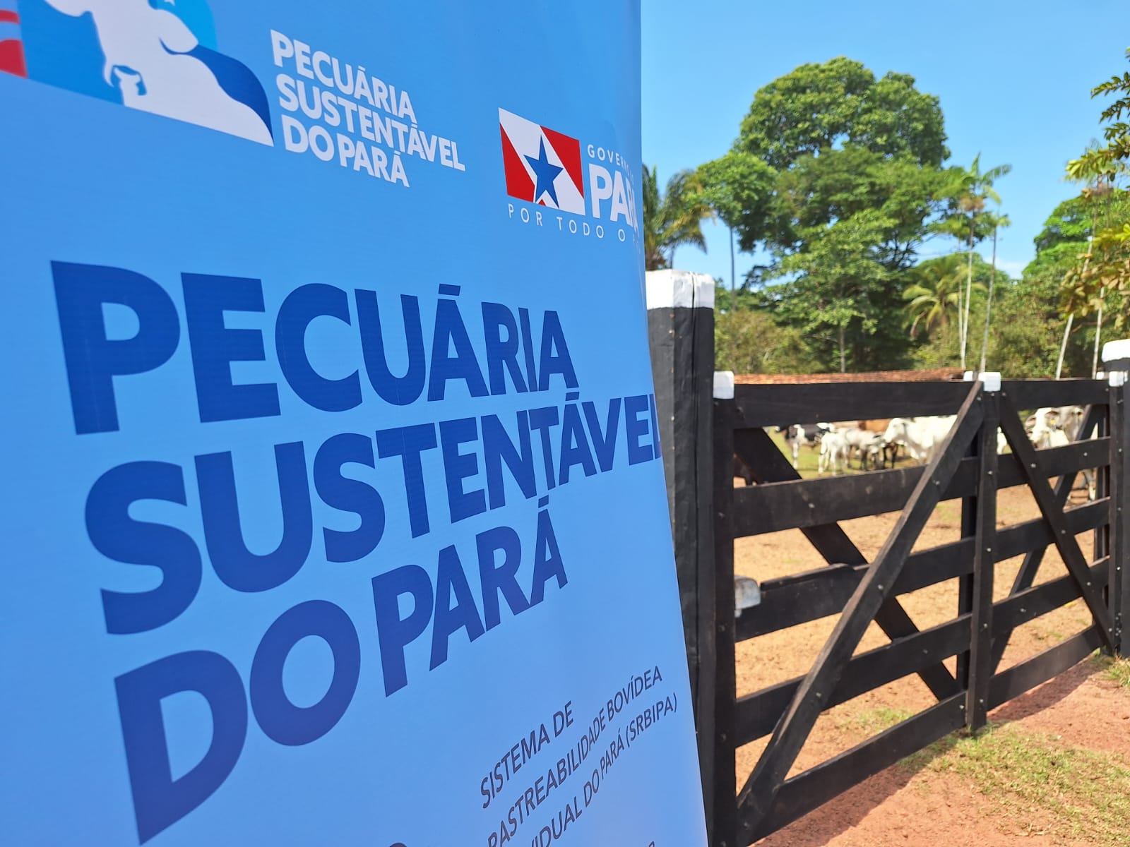 pecuaria sustentável no pará
