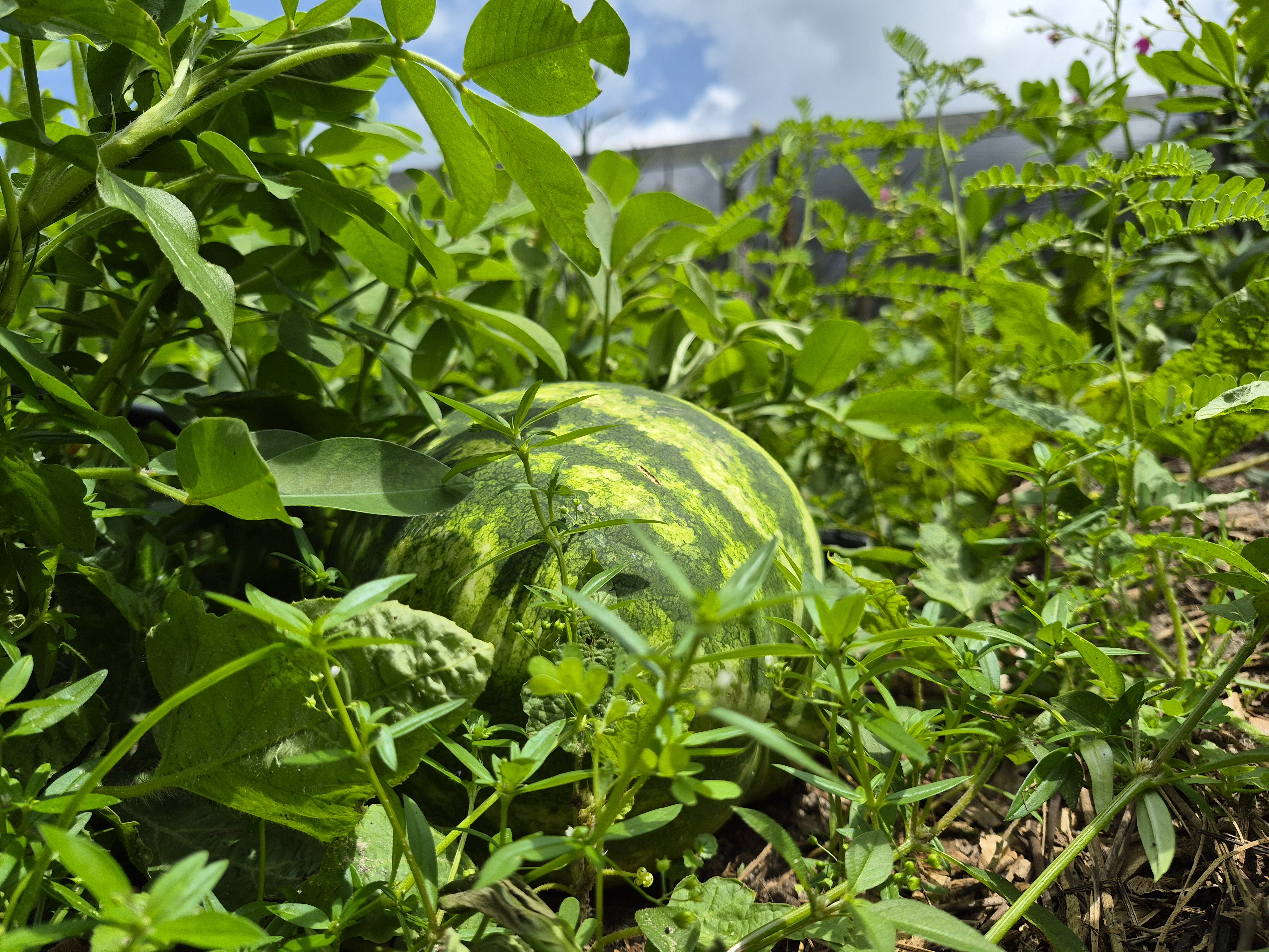 imagem mostra melancia em plantação