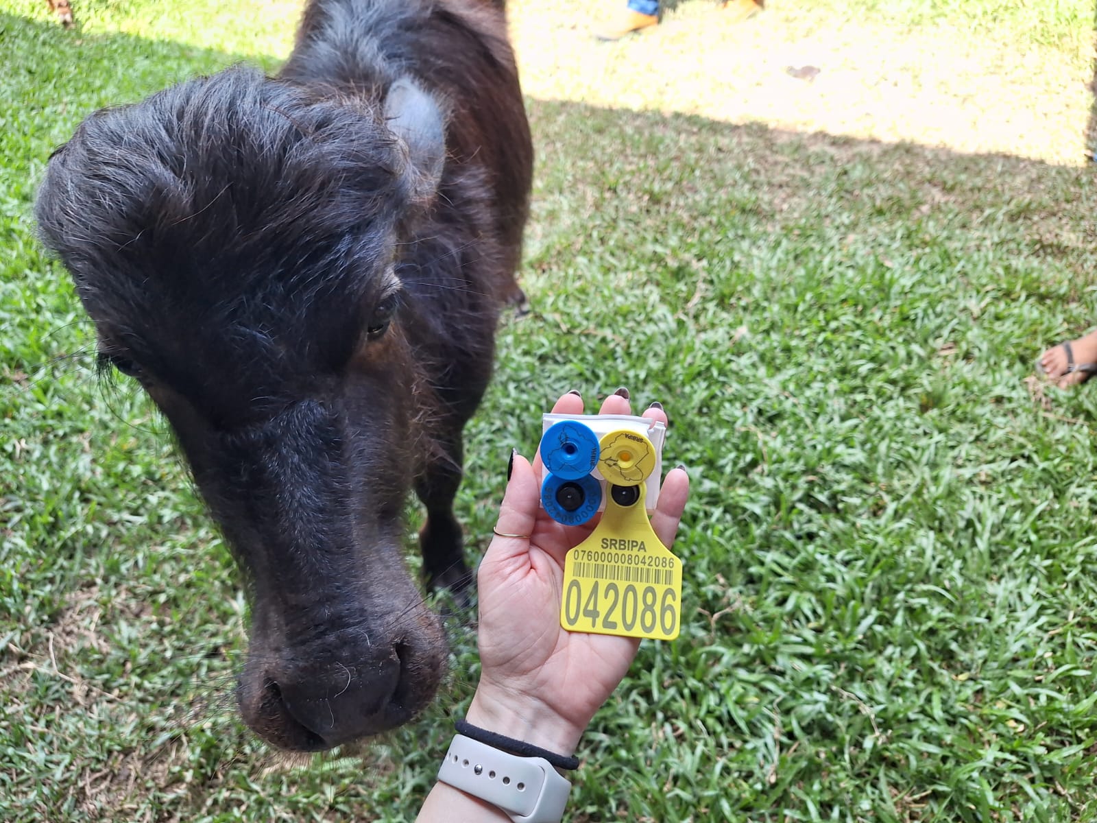 Comitiva da Noruega conhece processo de brincagem de gado em propriedade de Inhangapi