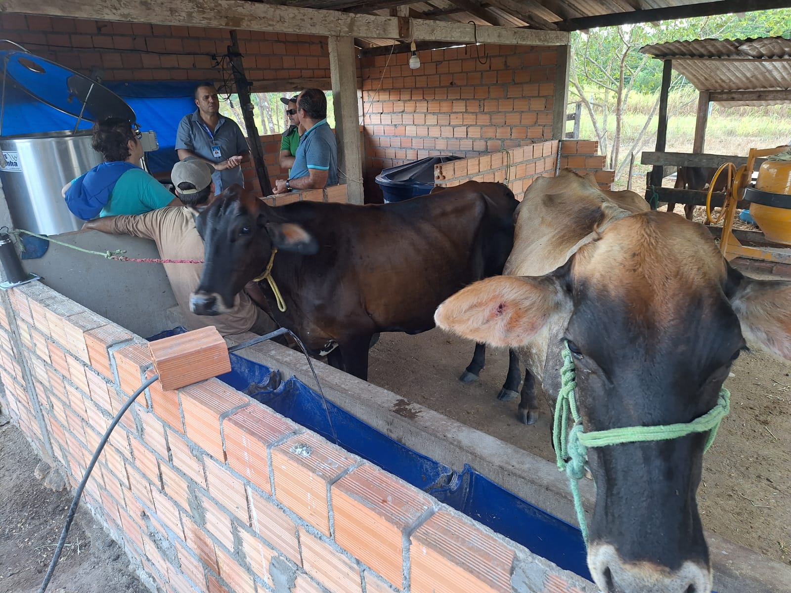 Cena mostra duas vacas em galpão de agricultor familiar e conversa entre quatro pessoas