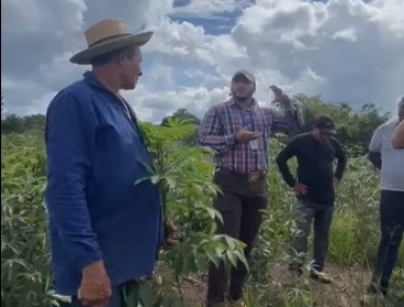 imagem mostra quatro pessoas de pé em uma área de plantação de mandioca, uma delas articulando as mãos ao e dirigir aos demais